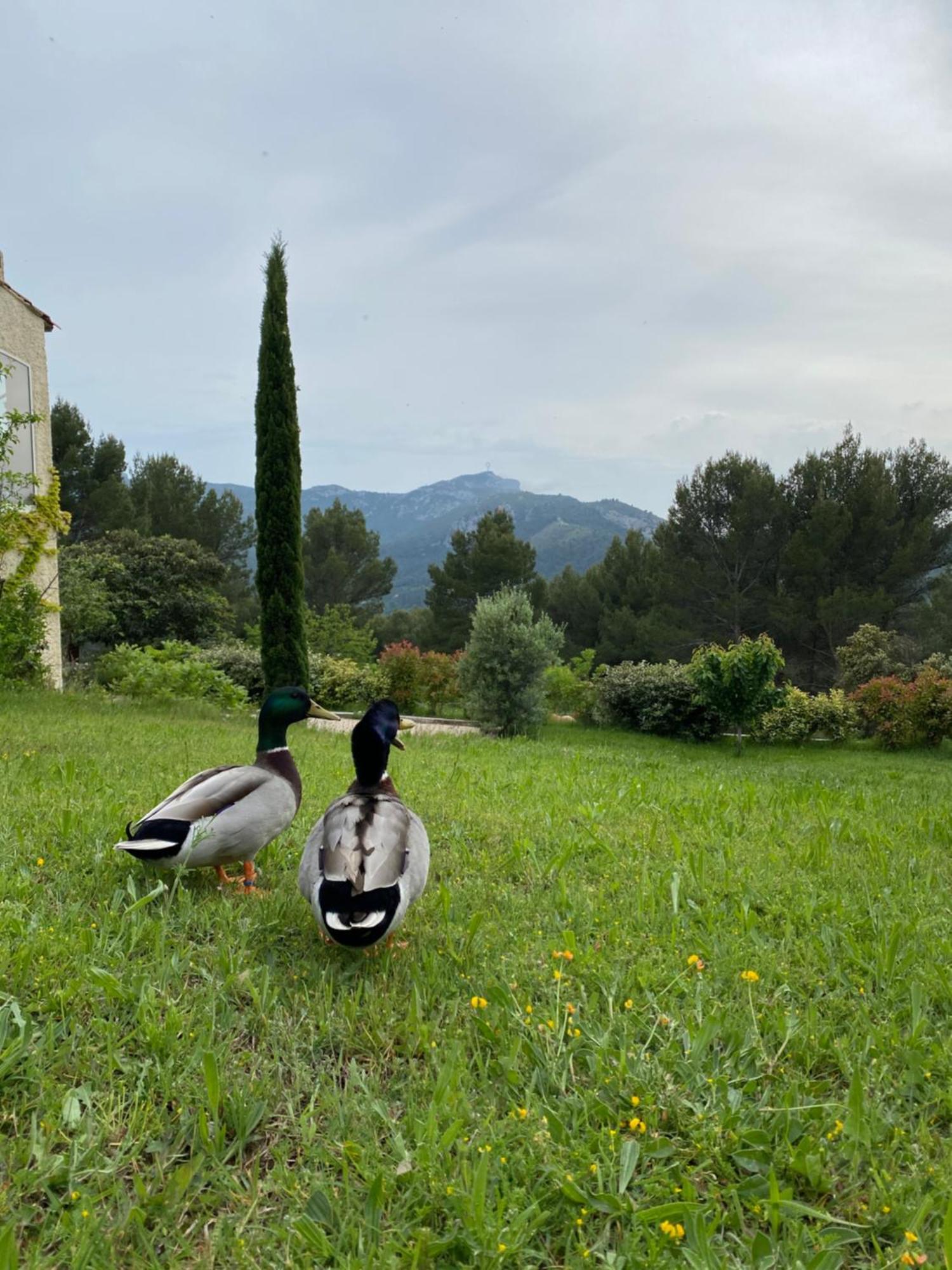 La Maison Perchee オリオール エクステリア 写真